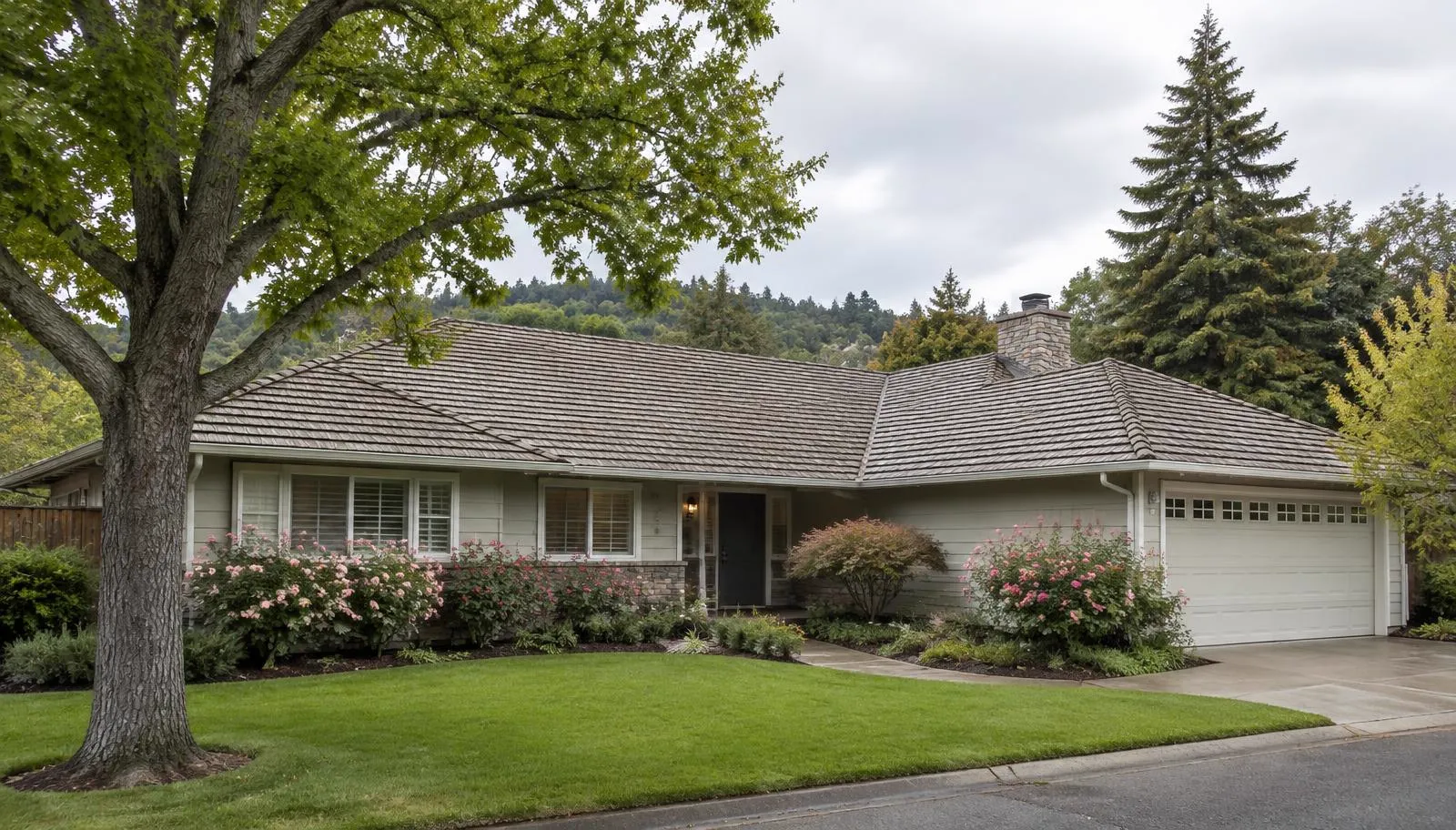Ranch home with a shingle roof, rose bushes and a big shade tree.